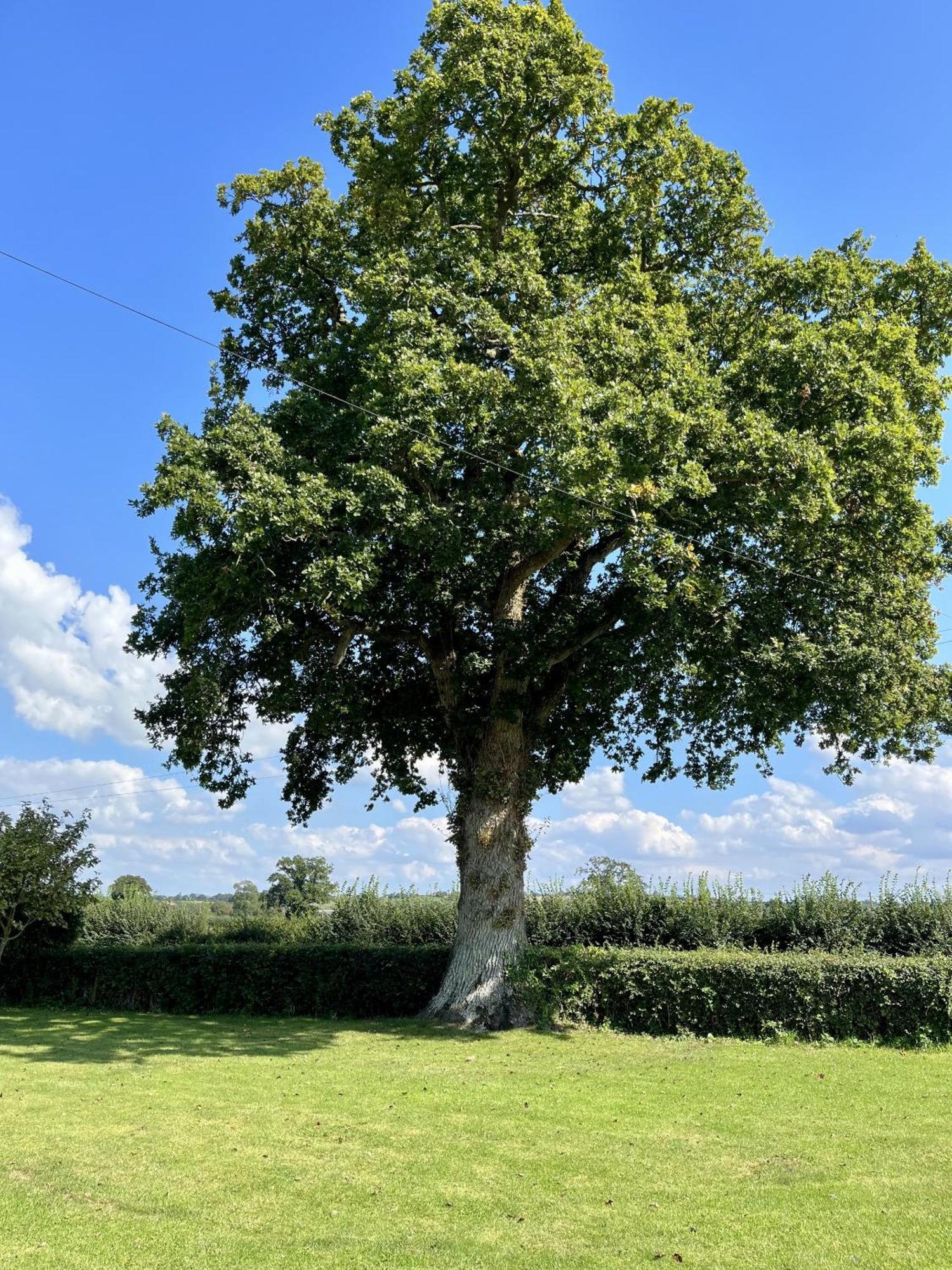 Priors Oak - A Cosy Studio With Countryside Views In Dorset Stalbridge 외부 사진